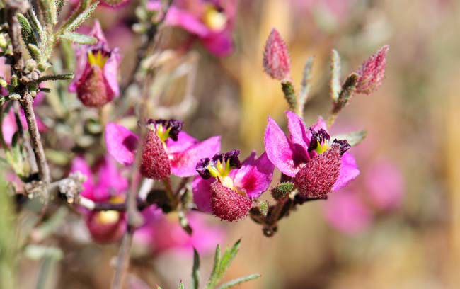 Krameria erecta, Littleleaf Ratany, Southwest Desert Flora